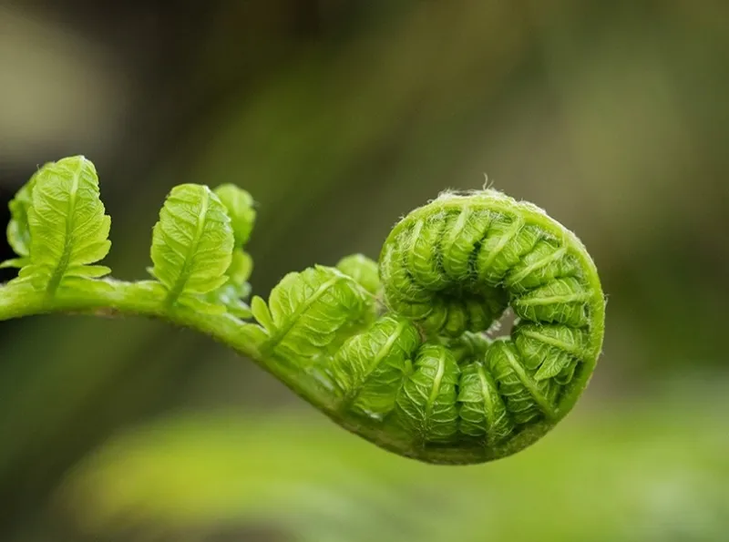 Fern frond unfurling, symbolizing growth and new beginnings