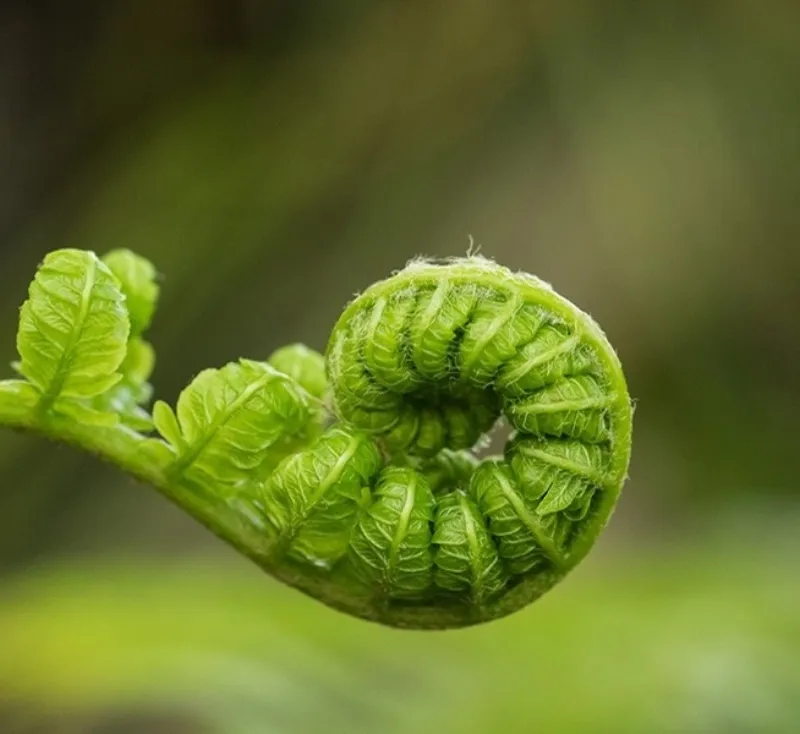 Complex Trauma Recovery